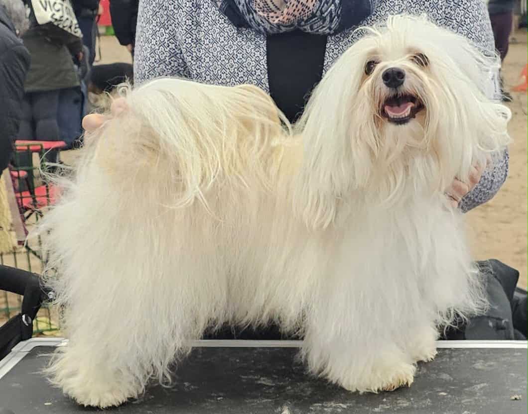 Maja